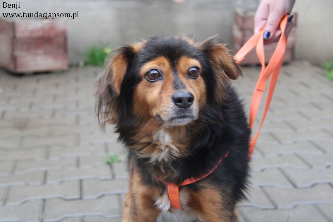 BENJI - Nie kupuj, adoptuj!