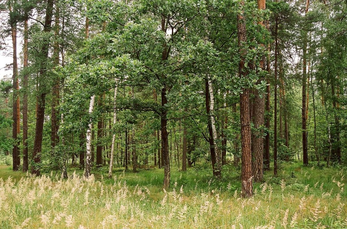 BIAŁOŁĘKA/JABŁONNA. Zasadzili 26 tysięcy drzew parkowych i sadzonek leśnych