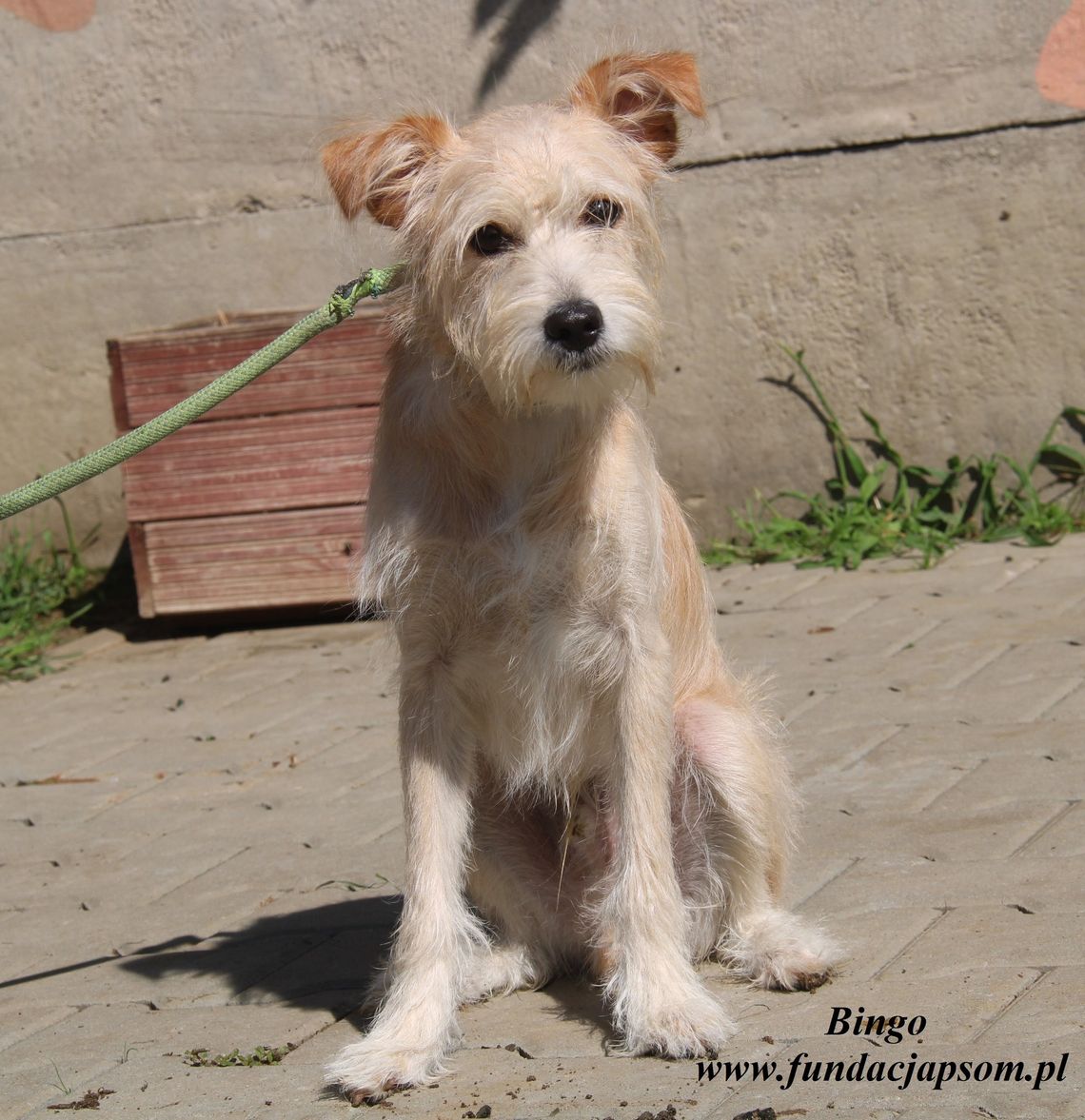 BINGO - Nie kupuj, adoptuj!