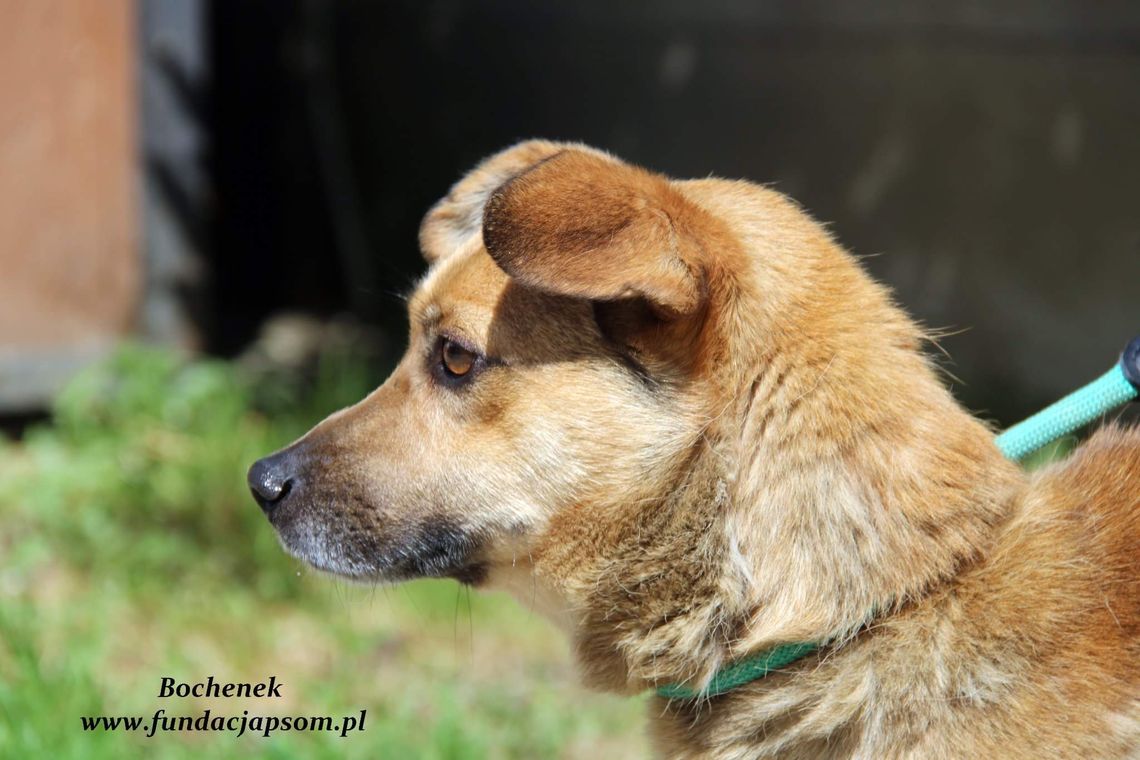 BOCHENEK - Nie kupuj, adoptuj!