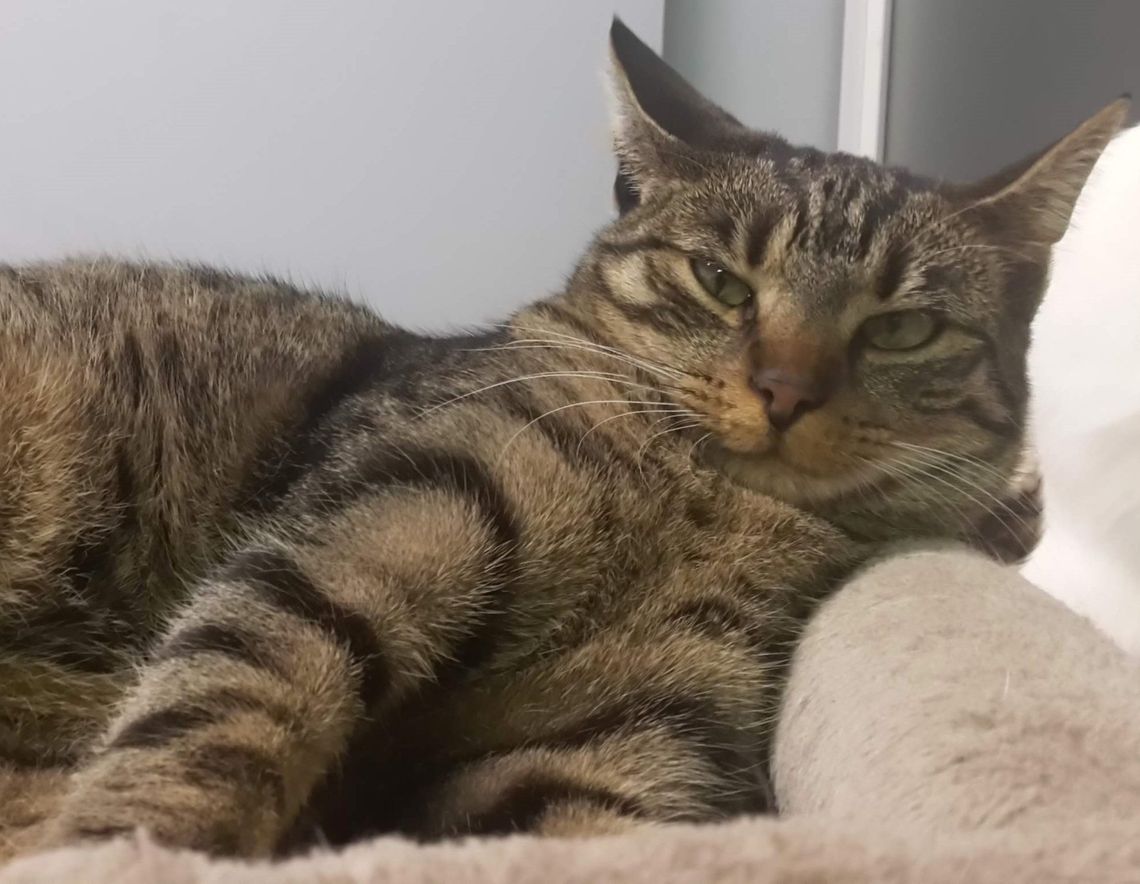 BOGNA – Nie kupuj – Adoptuj!