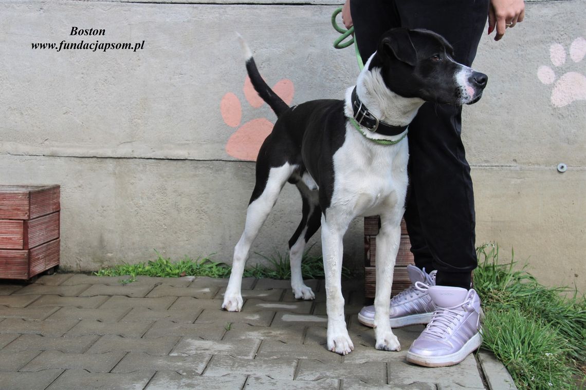 BOSTON - Nie kupuj, adoptuj!
