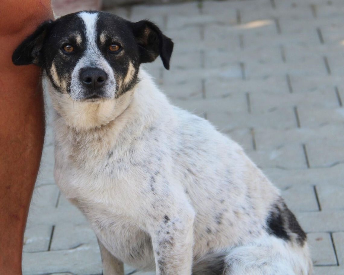 BRANDO - Nie kupuj, adoptuj!