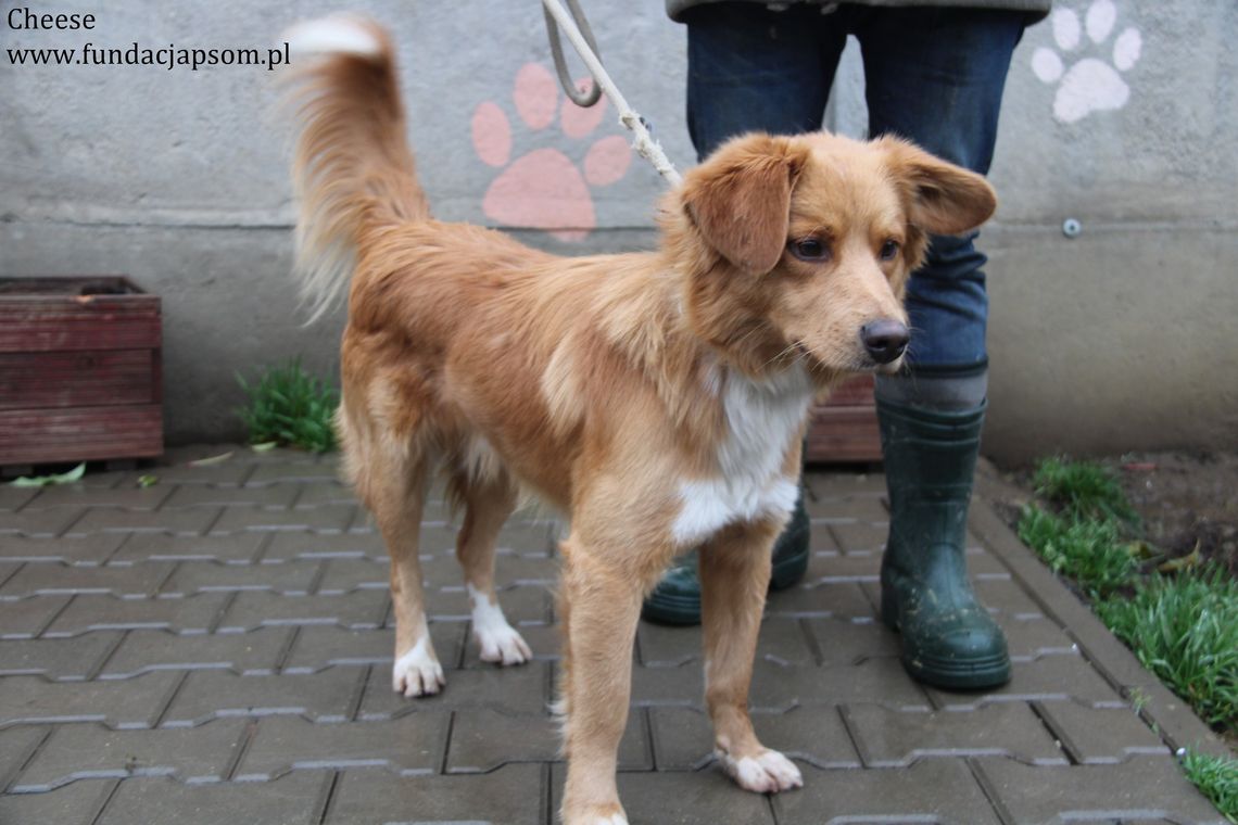 CHEES - Nie kupuj, adoptuj!