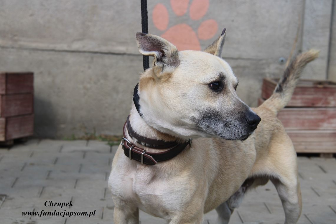 CHRUPEK - Nie kupuj, adoptuj!