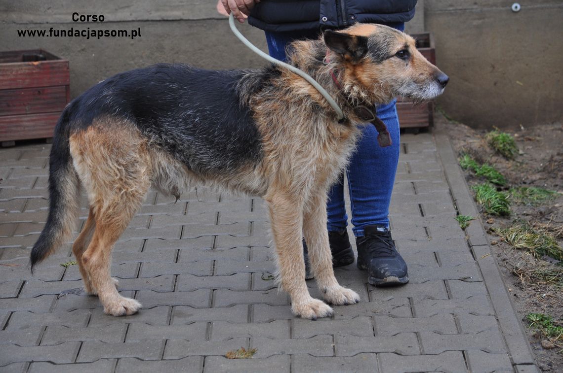 CORSO - Nie kupuj, adoptuj!