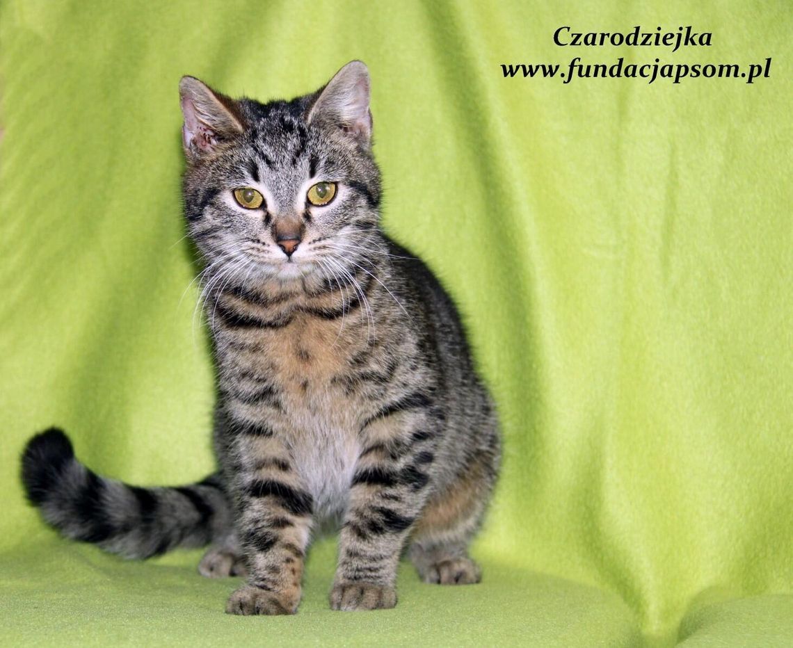 CZARODZIEJKA - Nie kupuj - adoptuj