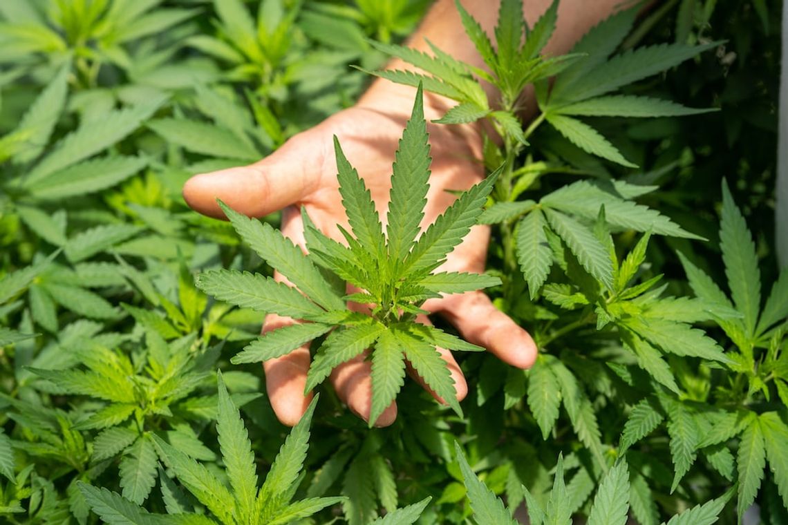 Czym jest kannabidiol (CBD) i jak wpływa na organizm człowieka?