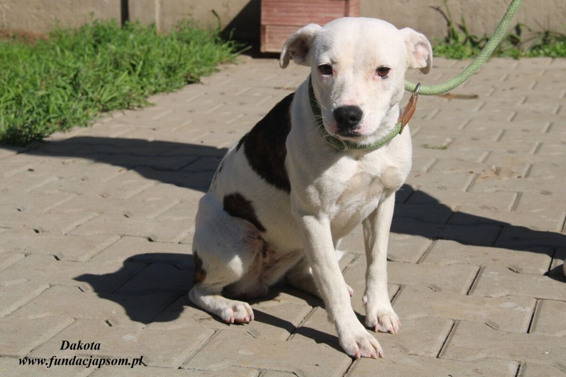 DAKOTA - Nie kupuj, adoptuj!