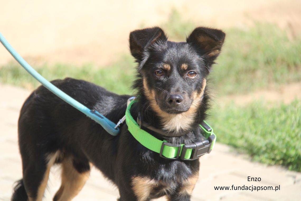 ENZO - Nie kupuj, adoptuj!