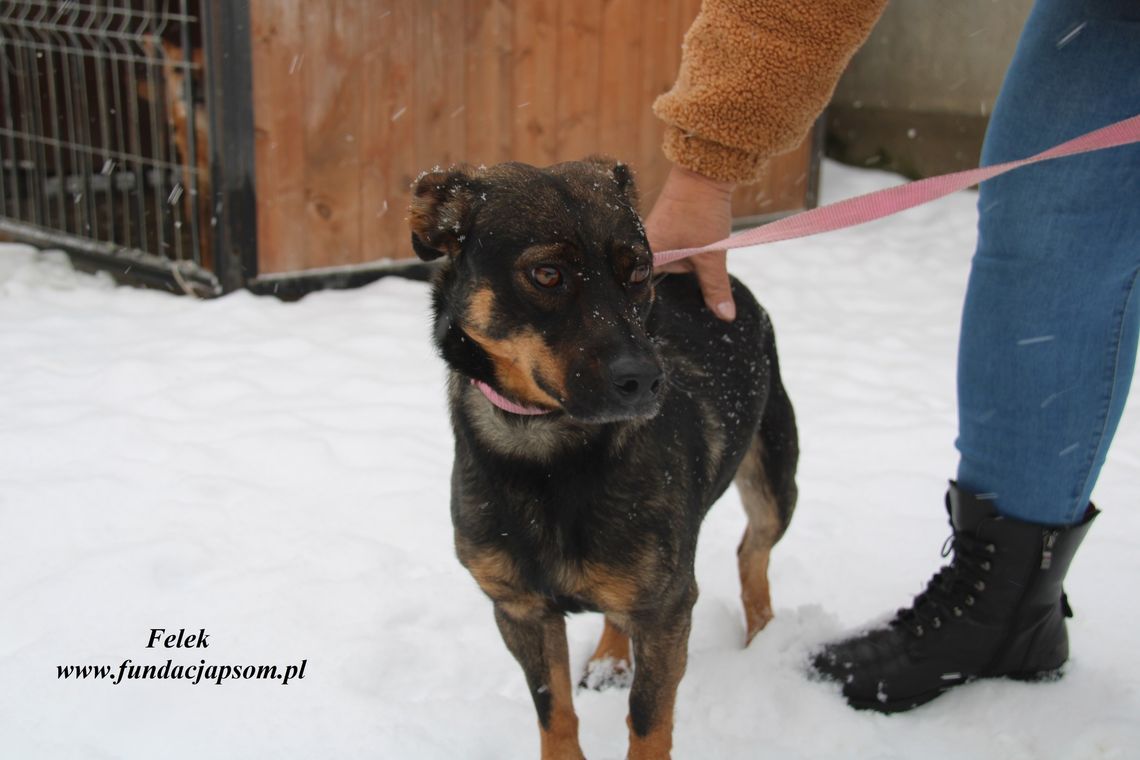 FELEK - Nie kupuj, adoptuj!