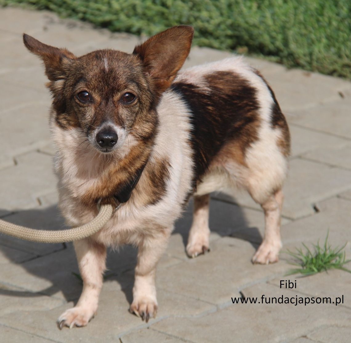 FIBI  - Nie kupuj, adoptuj!