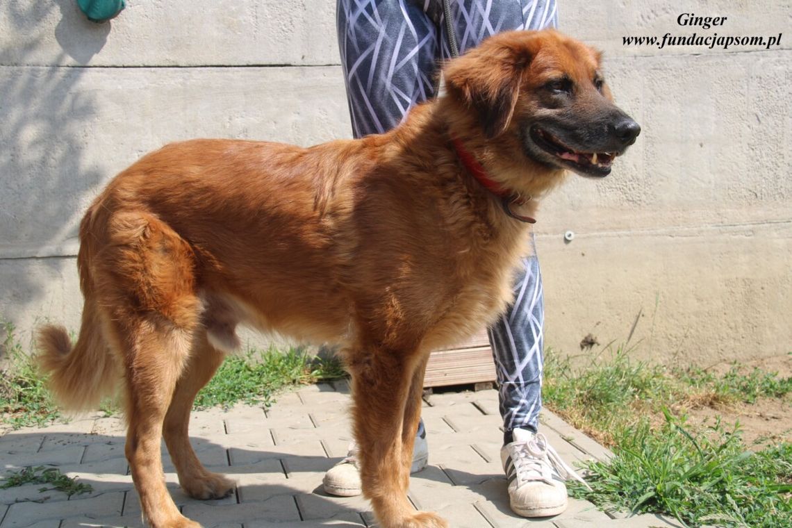 GINGER - Nie kupuj, adoptuj!