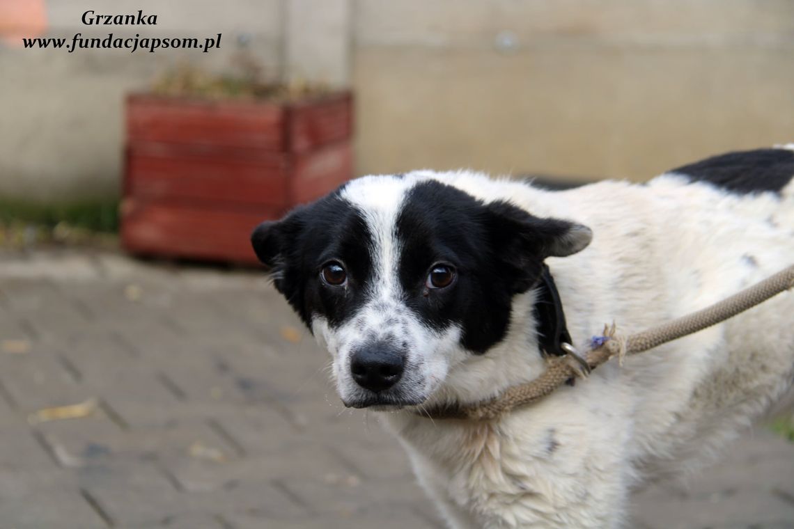 GRZANKA - Nie kupuj - adoptuj