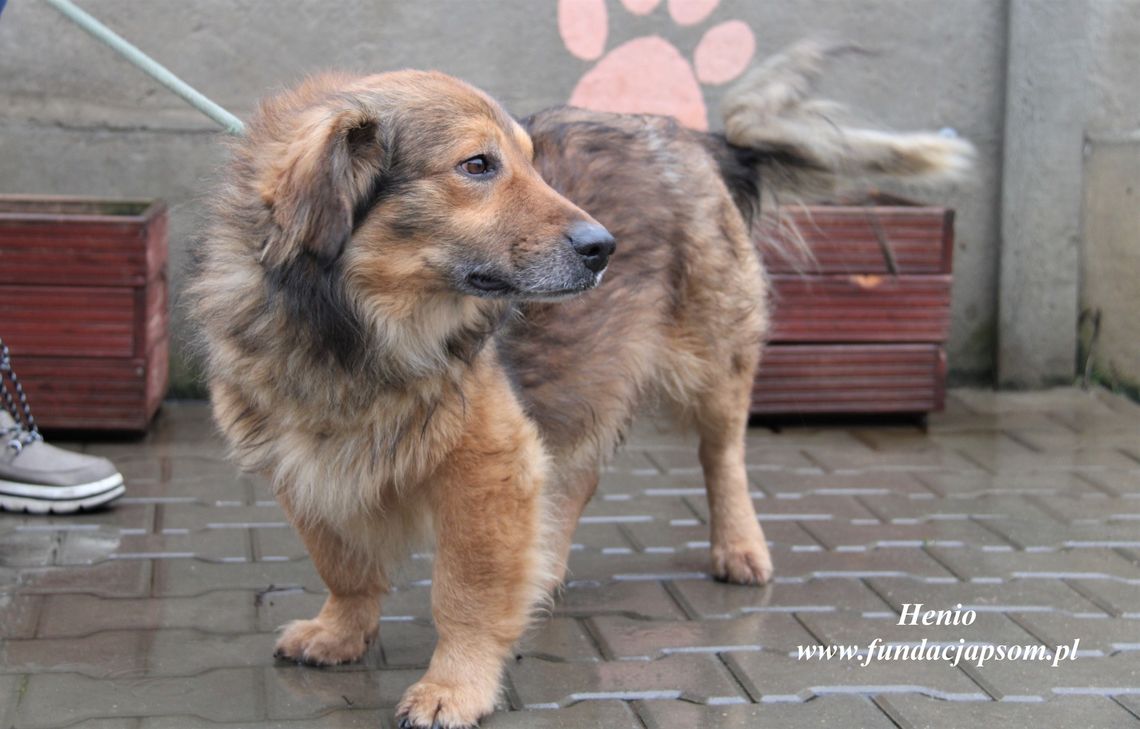 HENIO - Nie kupuj, adoptuj!