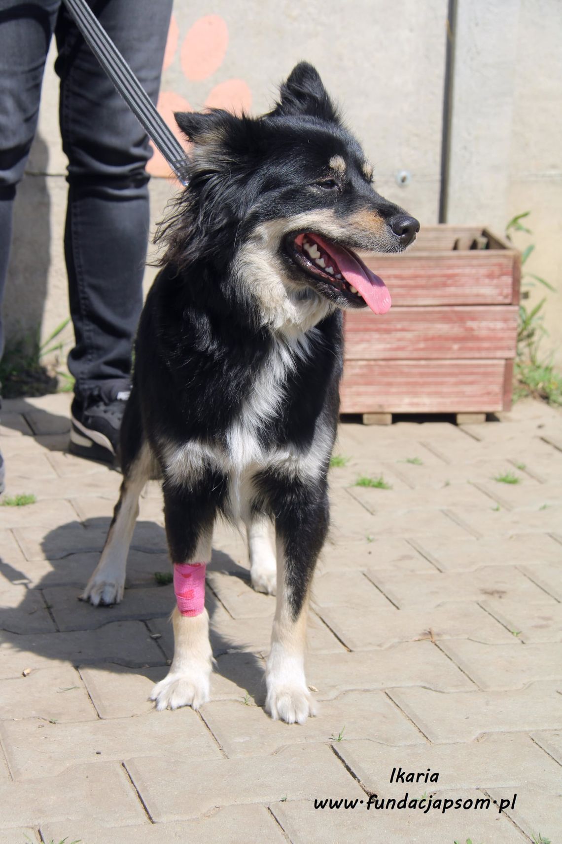 IKARIA - Nie kupuj, adoptuj!