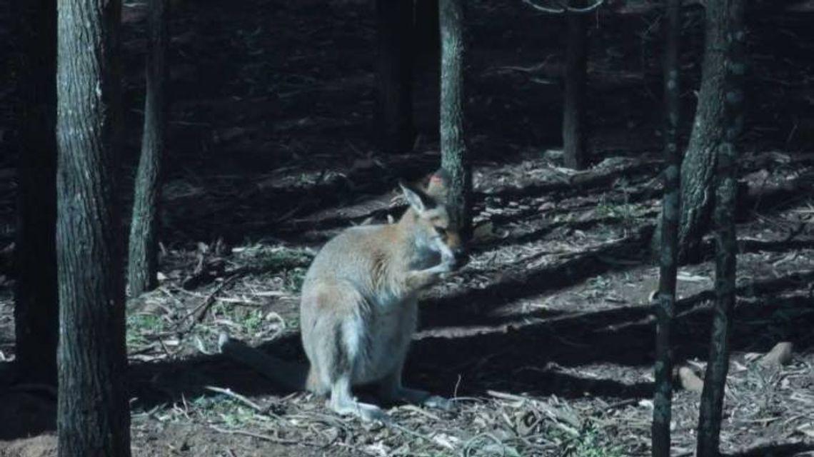 JABŁONNA. Kangur wyskoczył na spacer JABŁONNA. Kangur wyskoczył na spacer