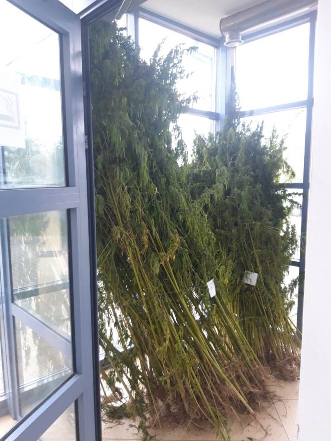 JABŁONNA. Nielegalna plantacja marihuany JABŁONNA. Nielegalna plantacja marihuany