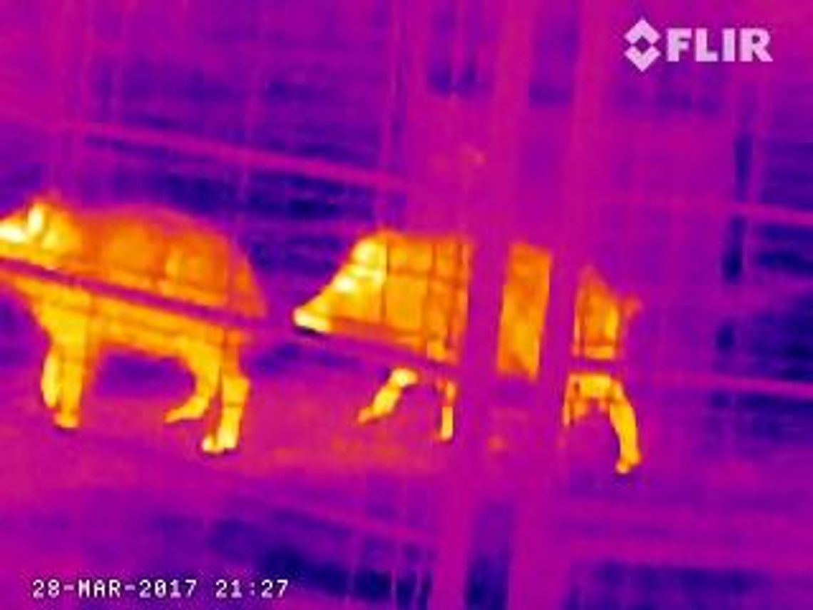 JABŁONNA. Nocna wpadka dzików JABŁONNA. Nocna wpadka dzików