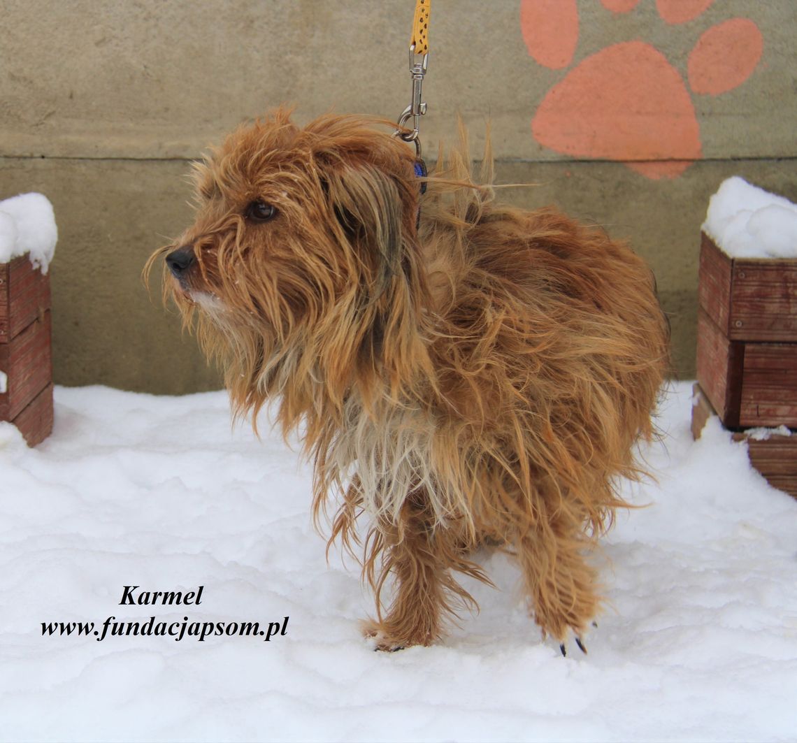 KARMEL - Nie kupuj, adoptuj!