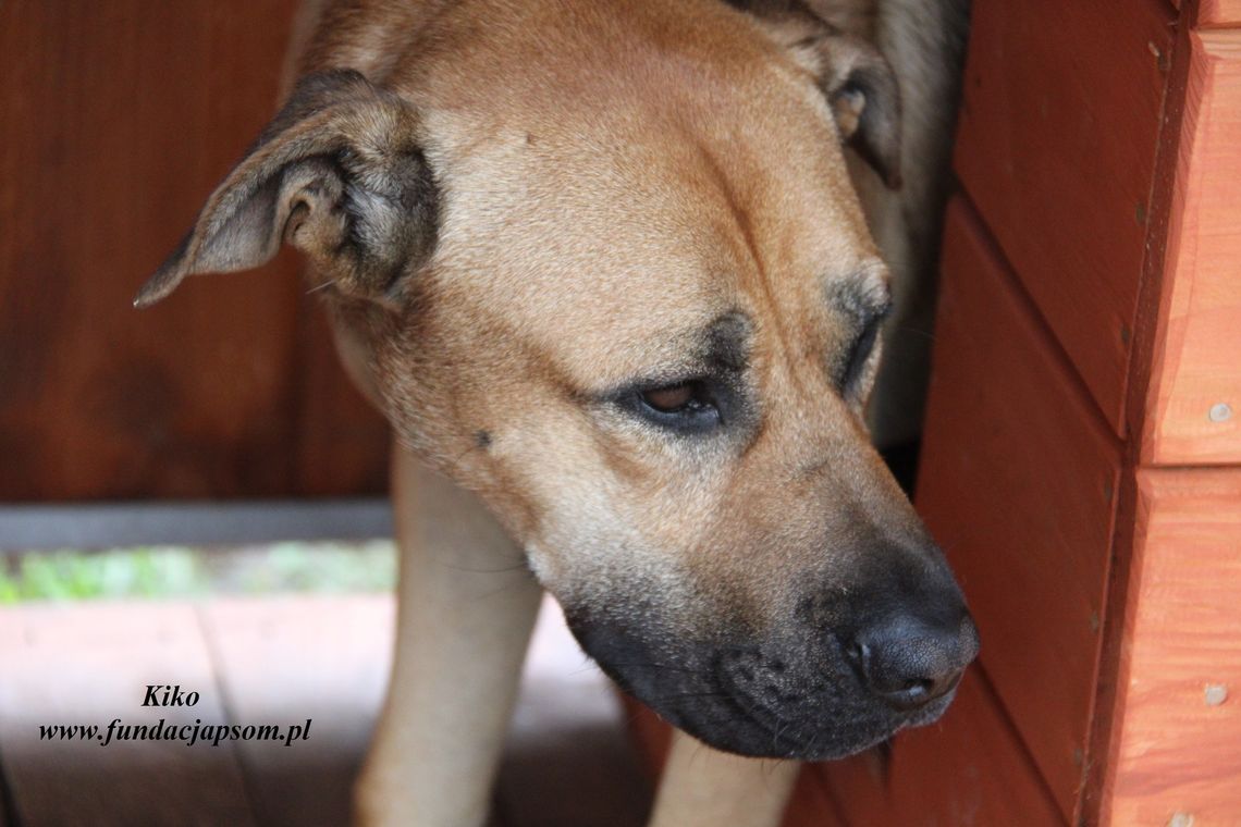 KIKO - Nie kupuj, adoptuj!