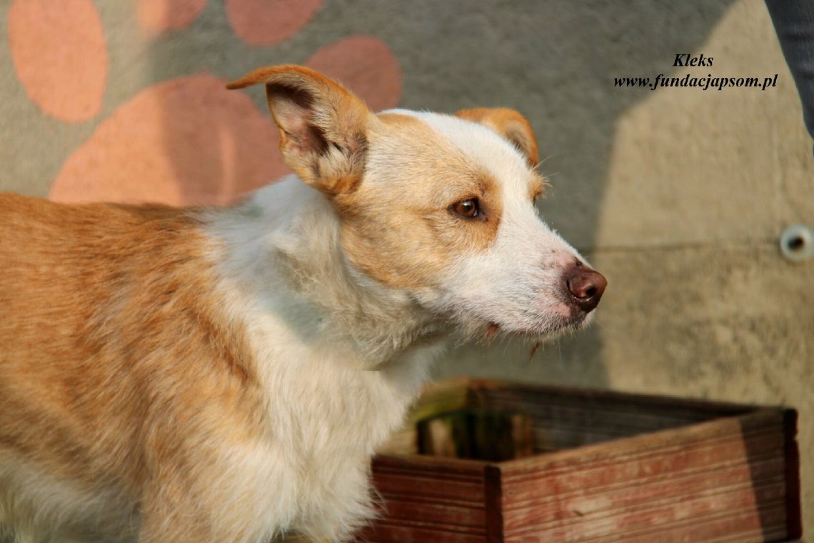 KLEKS - Nie kupuj, adoptuj!