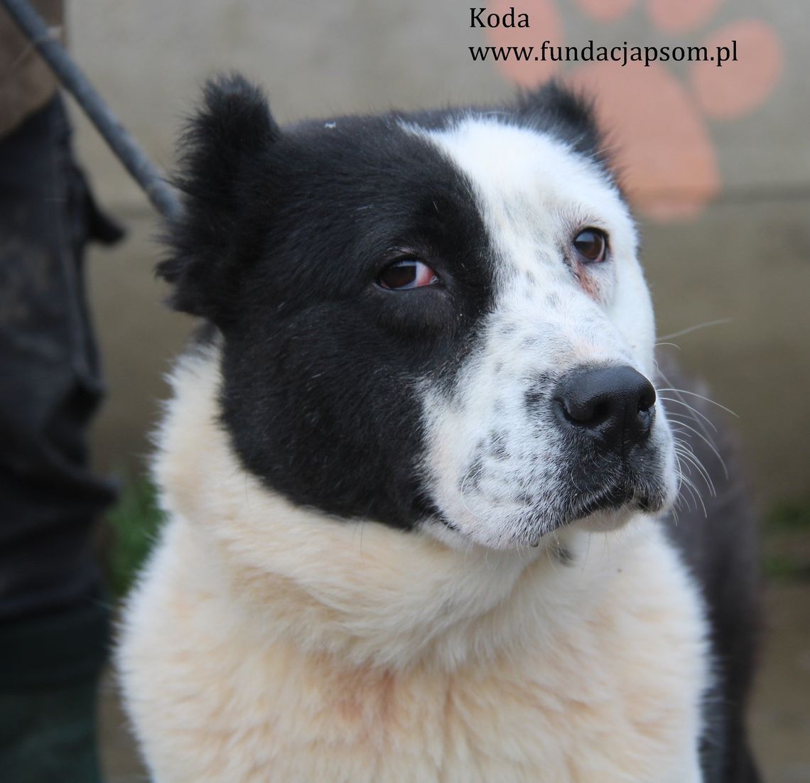 KODA - Nie kupuj, adoptuj!