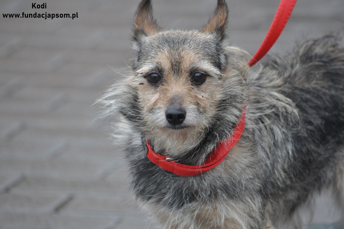 KODI - Nie kupuj, adoptuj!