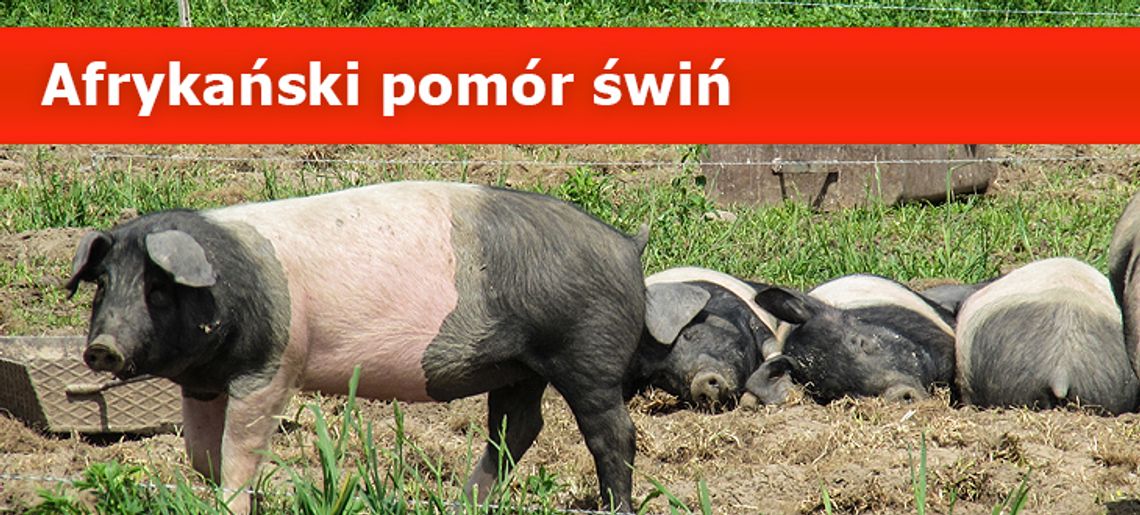 LEGIONOWO. Afrykański Pomór Świń w Legionowie. Zebrał się sztab kryzysowy LEGIONOWO. Afrykański Pomór Świń w Legionowie. Zebrał się sztab kryzysowy