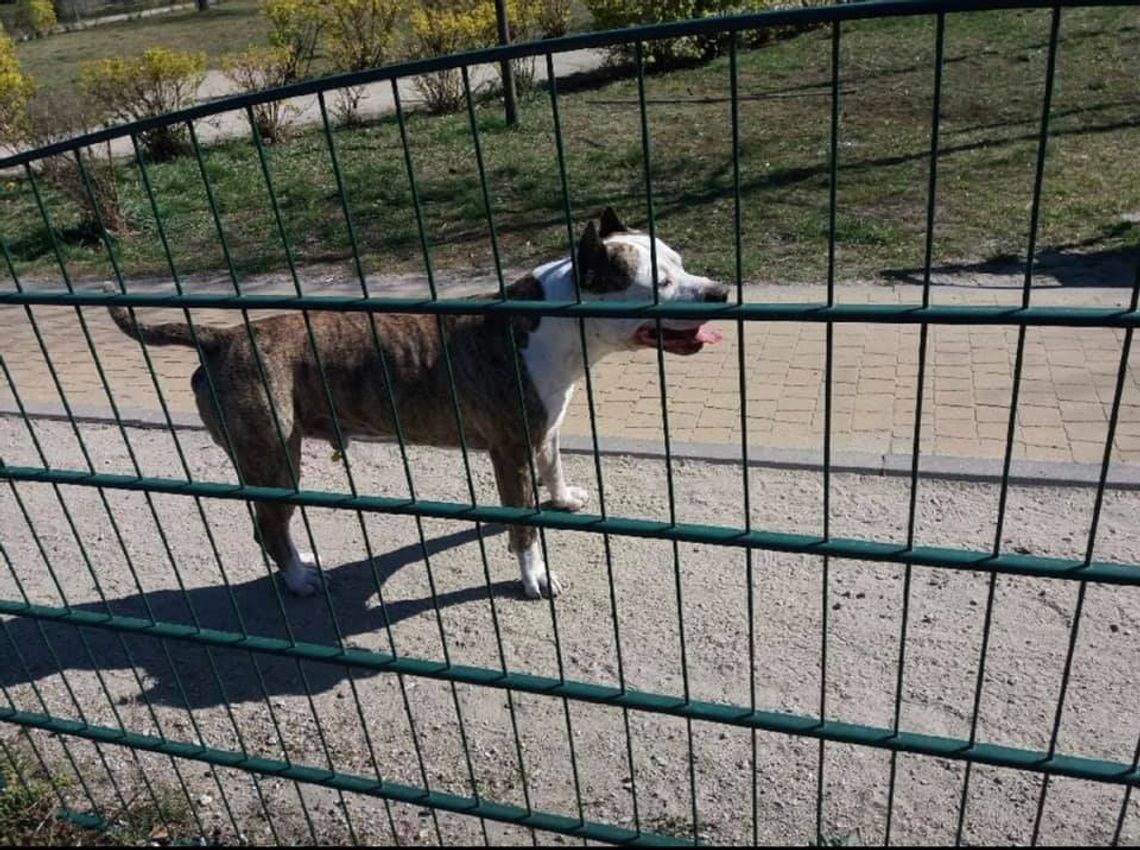 LEGIONOWO. Amstaff rzucił się na kobietę i zagryzł jej psa LEGIONOWO. Amstaff rzucił się na kobietę i zagryzł jej psa