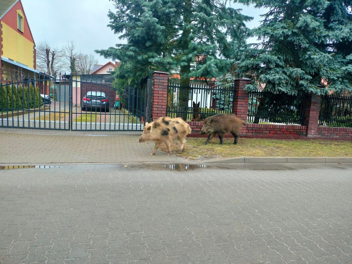 LEGIONOWO. Ciężarna locha może być niebezpieczna
