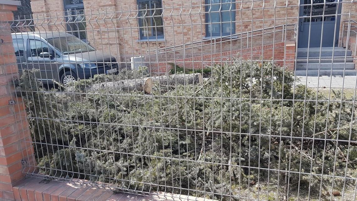 LEGIONOWO. Czy jedno wycięte drzewo zwiastuje większa wycinkę? LEGIONOWO. Czy jedno wycięte drzewo zwiastuje większa wycinkę?