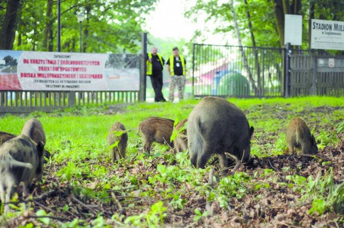 LEGIONOWO. Dziki sterroryzowały przedszkolaki. A Straż Miejska przepędziła watahę!