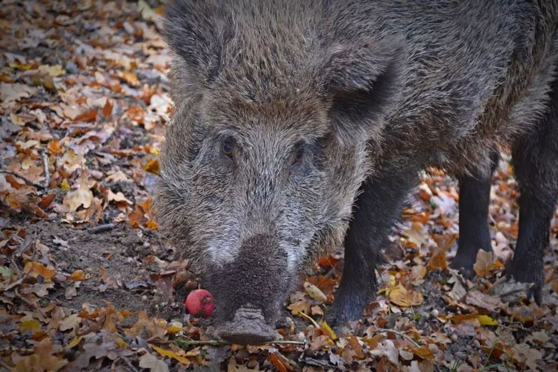 LEGIONOWO. „Dziki” - Urząd Miasta apeluje