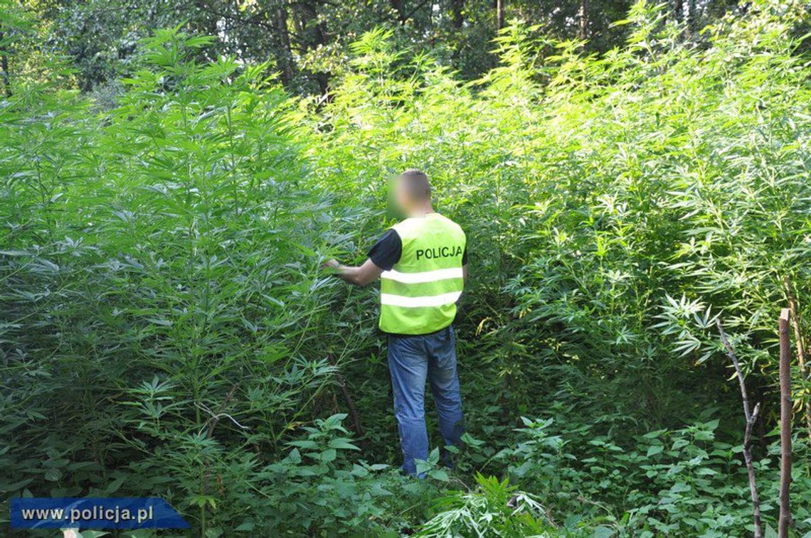 LEGIONOWO/JABŁONNA. Zlikwidowali plantację 2034 krzaków marihuany