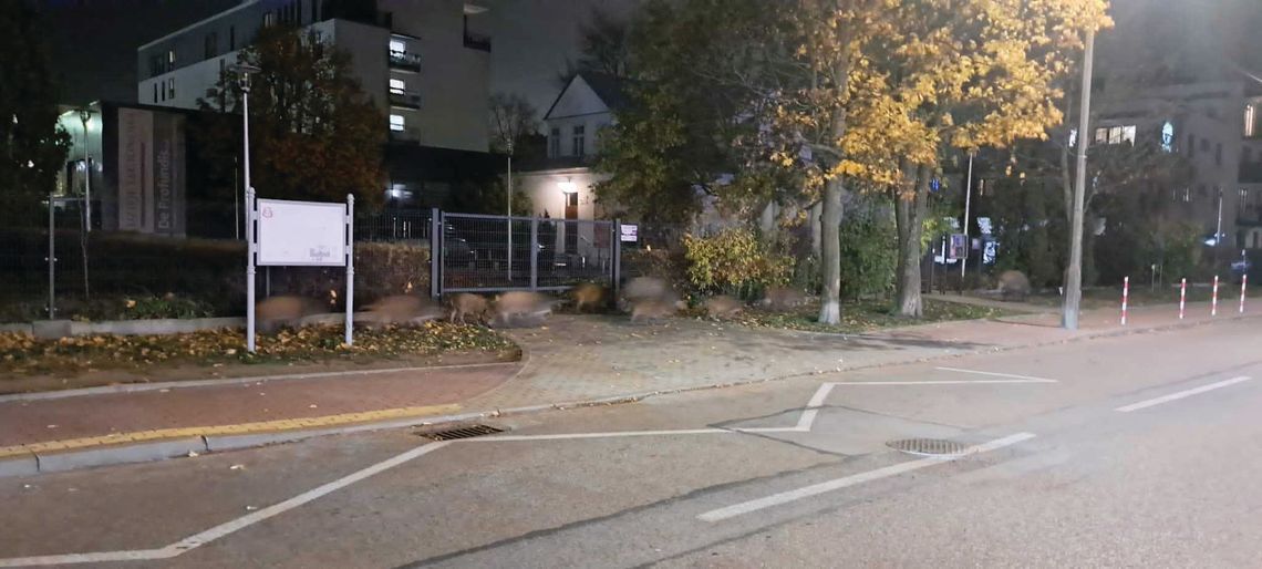 Legionowo. Jak rozwiązać problem DZIKÓW? Walka o zmianę prawa i odstraszanie dzików