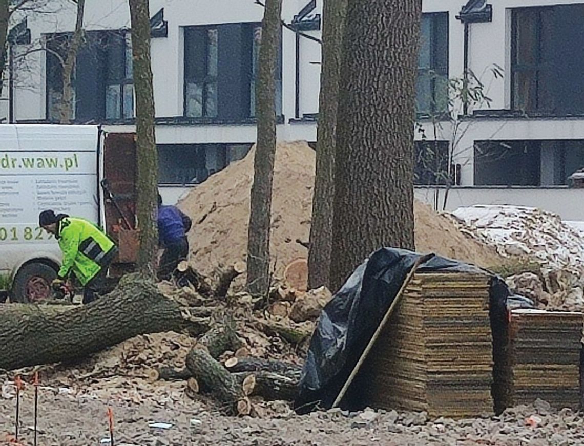 LEGIONOWO. Nielegalna wycinka przy ul. Narutowicza