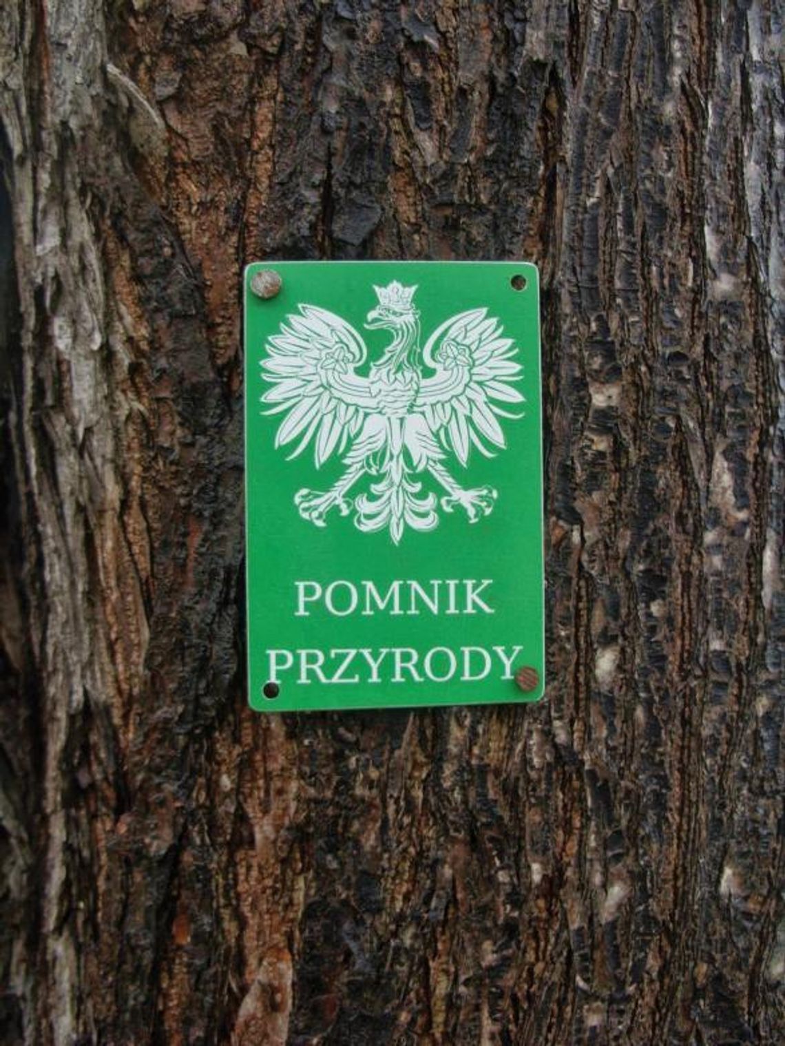 LEGIONOWO. Nowe pomniki przyrody