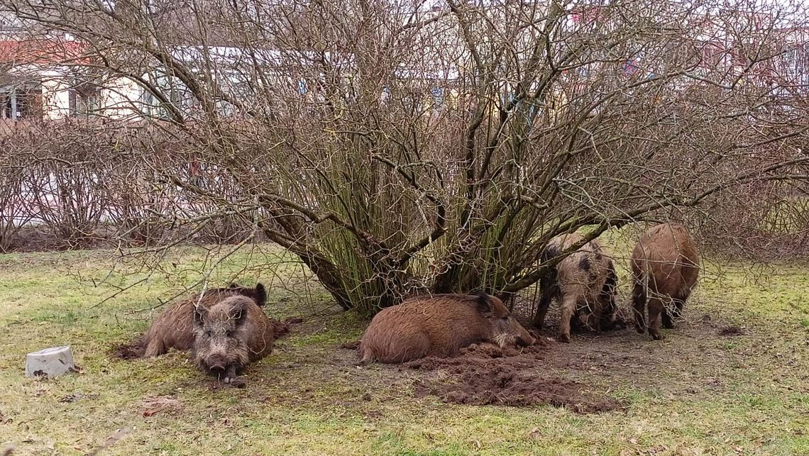 LEGIONOWO. Odłowią dziki. Zwierzęta zostaną uśmiercone