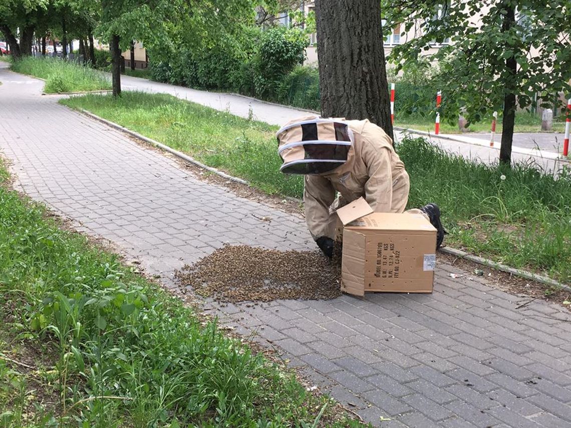 LEGIONOWO. Rój na środku chodnika LEGIONOWO. Rój na środku chodnika