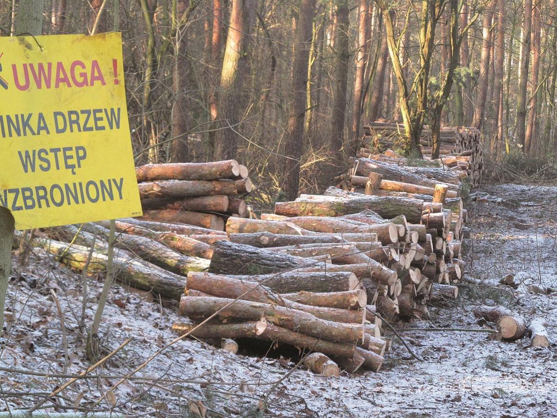 LEGIONOWO. Wycinka lasu na Ludwisinie LEGIONOWO. Wycinka lasu na Ludwisinie