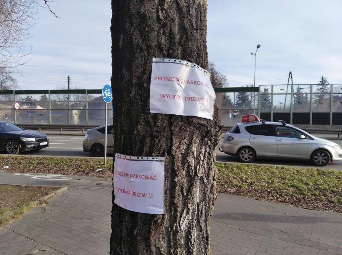 LEGIONOWO. Wytną czy przytną? Wycinka drzew na os. „Batory”