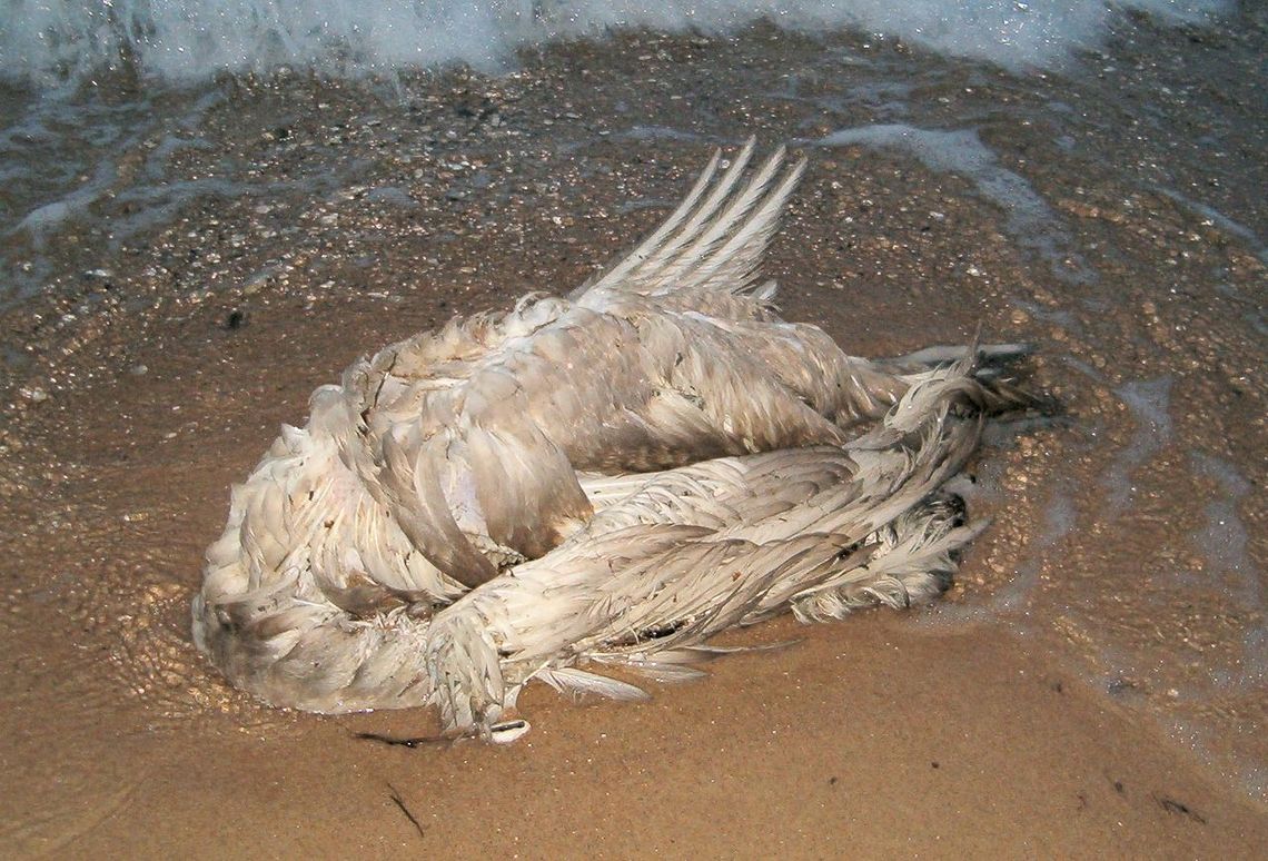 LEGIONOWSKI. Ptasia grypa H5N8 w powiecie! Komunikat Powiatowego Lekarza Weterynarii
