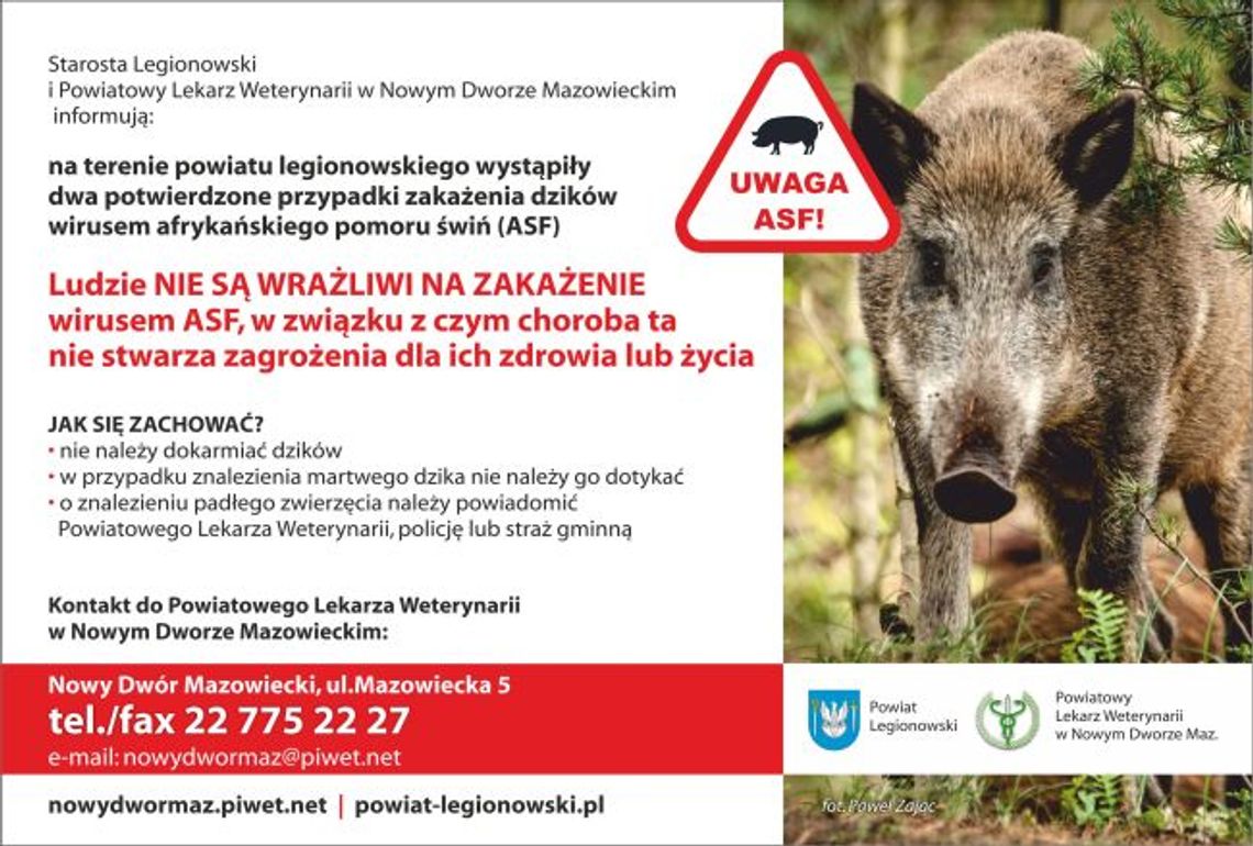 LEGIONOWSKI. Zwalczanie afrykańskiego pomoru świń - rozporządzenie wojewody