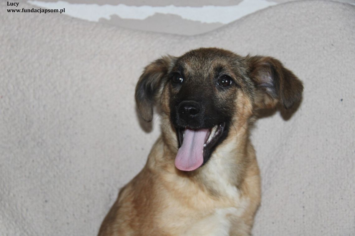 LUCY - Nie kupuj, adoptuj!