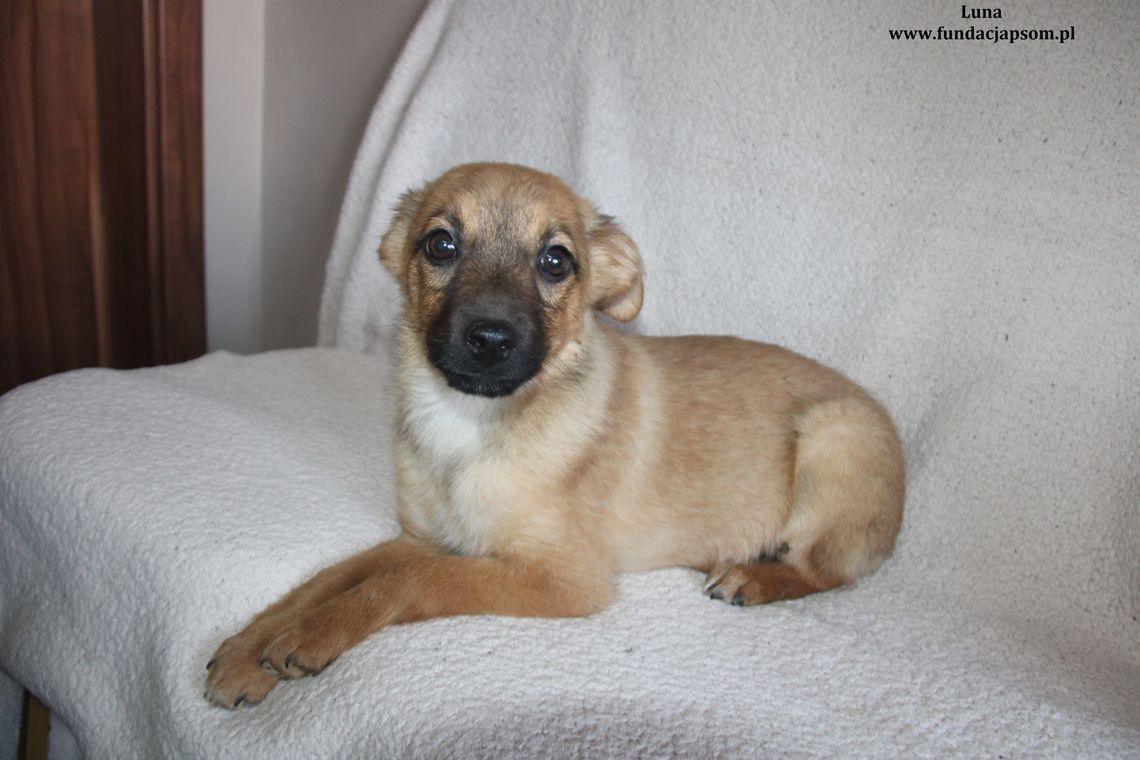 LUNA - Nie kupuj, adoptuj!