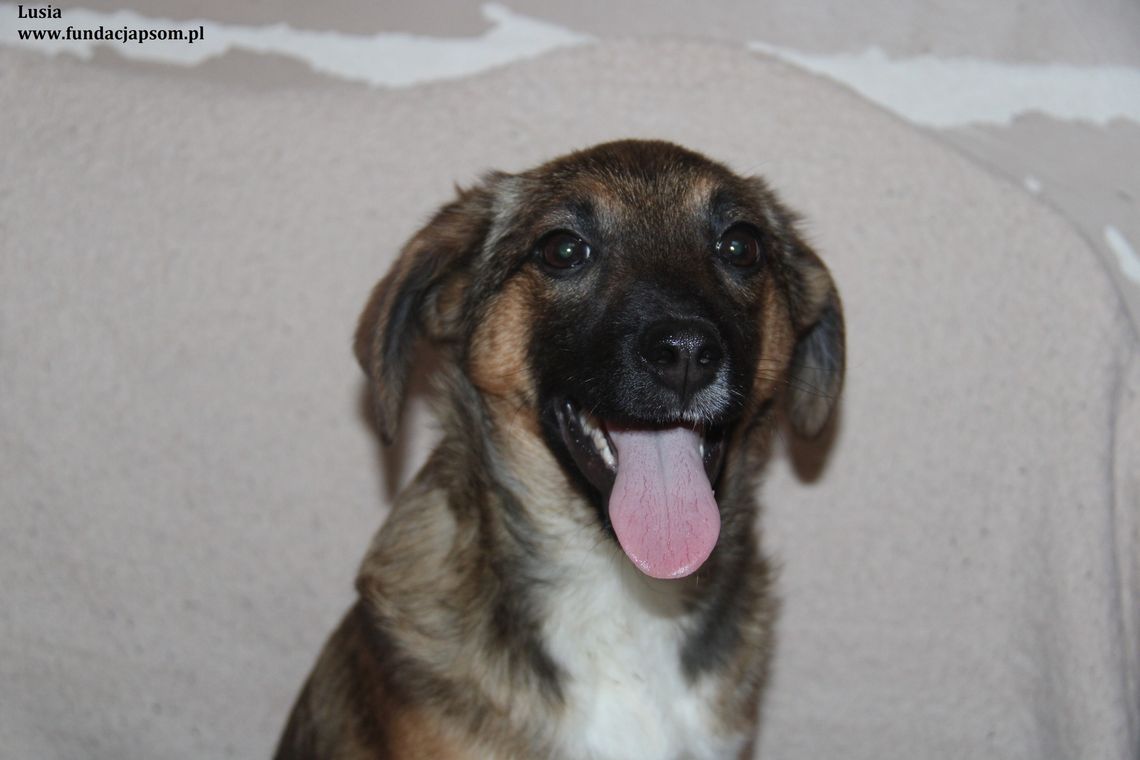 LUSIA - Nie kupuj, adoptuj!