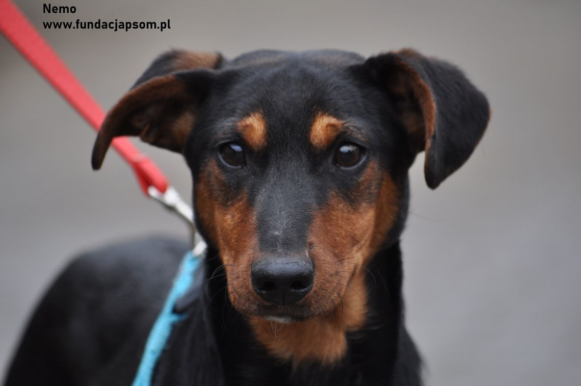 NEMO - Nie kupuj, adoptuj!