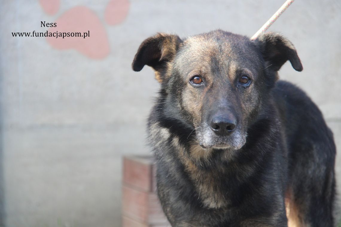 NESS - Nie kupuj, adoptuj!