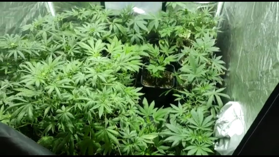 NIEPORĘT. Plantacje marihuany w Nieporęcie i Piasecznie. Zatrzymano 55-letnią plantatorkę